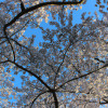 10 Best Countries to Visit in the Spring - Explore Nature and Culture in Blossom