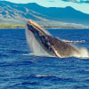 10 Fascinating Facts About Whales That Will Amaze You