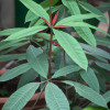 A Comprehensive Guide: Identifying Poisonous Plants for Pet Safety