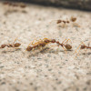 Ant Mastery: Understanding the Astonishing Abilities of Ants