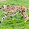 Cheetah's Agile Hunting: Unearthing the Speediest Predator's Techniques