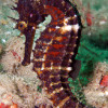 Exploring the Breathtaking Existence of Seahorses: Nature's Hidden Marvel