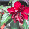 How to Optimize Your Images for SEO: A Beginner's Guide