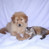 The Best Instagram Accounts for Pet Lovers: Follow These Adorable Fur Babies Now!