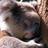 The Life of Koalas: Anatomy, Behavior and Habitat