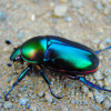 The Marvelous World of Beetles: Fascinating Insights into these Intriguing Insects