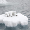 Understanding the Impact of Climate Change on Animal Habitats