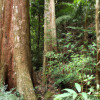 Unforgettable Adventures in the Australian Rainforest: An Insider's Guide