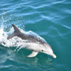 Unveiling the Wonders: The Surprising Healing Abilities of Dolphins