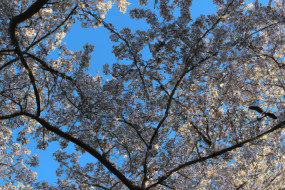 10 Best Countries to Visit in the Spring - Explore Nature and Culture in Blossom