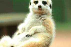 10 Cutest Animals That Will Make You Smile