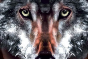 10 Fascinating Facts About Wolves That Will Leave You in Awe