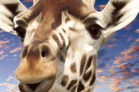 10 Rare Animal Species You've Probably Never Heard Of