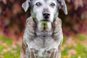 10 Reasons Why Adopting a Senior Pet is the Best Decision You'll Ever Make