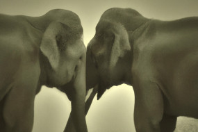 5 Real-life Examples of Animals Exhibiting Emotional Intelligence