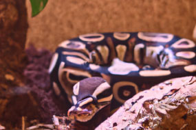 A Beginner's Guide to Buying a Pet Snake - Everything You Need to Know