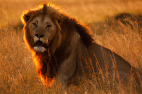 Big Cats: Threats, Conservation Efforts and Their Vital Role in Ecosystem