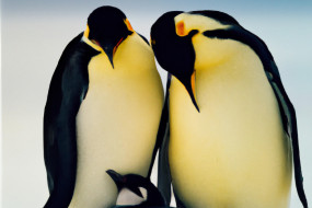 Breeding Habits of Penguins: A Comprehensive Guide