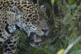 Discover The Best Wildlife Destinations in South America!