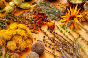 Discovering Nature's Pharmacy: Natural Remedies for Common Ailments
