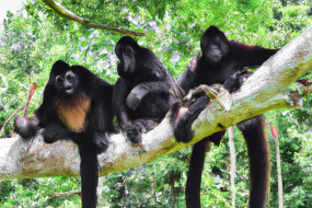 Discovering the Unique Traits of Different Kinds of Monkeys