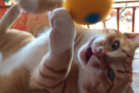 How to Keep Your Cat Happy and Healthy: Tips and Tricks