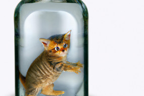 Laugh Out Loud: The Funniest Animal Videos That Will Make Your Day