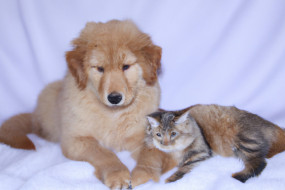 The Best Instagram Accounts for Pet Lovers: Follow These Adorable Fur Babies Now!