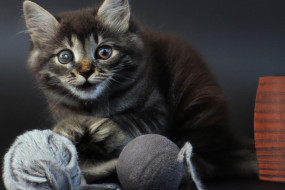 The Best YouTube Channels for Pet Lovers: Tips and Reviews from Experts