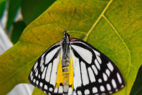 The Fascinating World of Insects: A Look at the Hidden Lives of Bugs