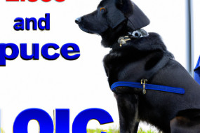 The Important Role of Dogs in Law Enforcement