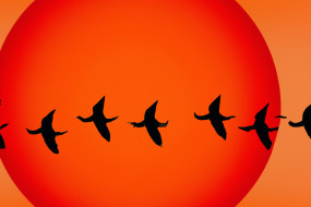 The Mysteries of Migration: How Do Animals Find Their Way Home?