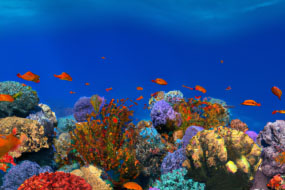 The Wonderful World of Biodiversity: Understanding the Importance and Beauty of Life in All Forms