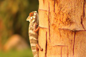 Unbelievable Animal Camouflage Techniques That Will Leave You Speechless