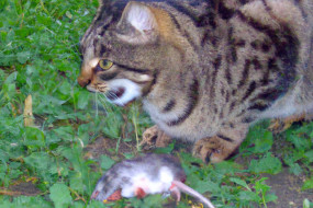 Why Do Cats Bring Us Dead Animals? The Reason Behind This Gruesome Behavior
